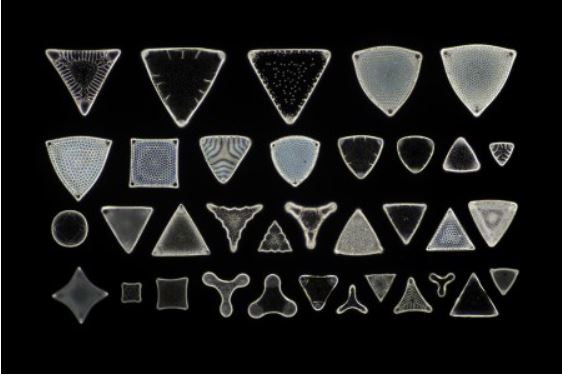 Barrar Diatoms