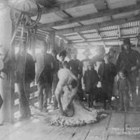 Trial of Wolseley's Shearing Machine at Robert Campbell's, Otekaieke. 1887. Waitaki District Archive 3307P