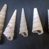 Fossil Turritellidae shells